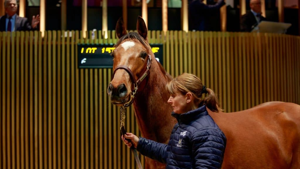 Frankel Light: the €1.3 million sale-topper in the Arqana ring Zuzanna Lupa